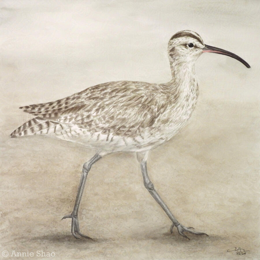 Detailed watercolor painting of a whimbrel walking on sand. The shorebird has a long, curved bill and is viewed from the side. All the colors in the painting are browns and tans.