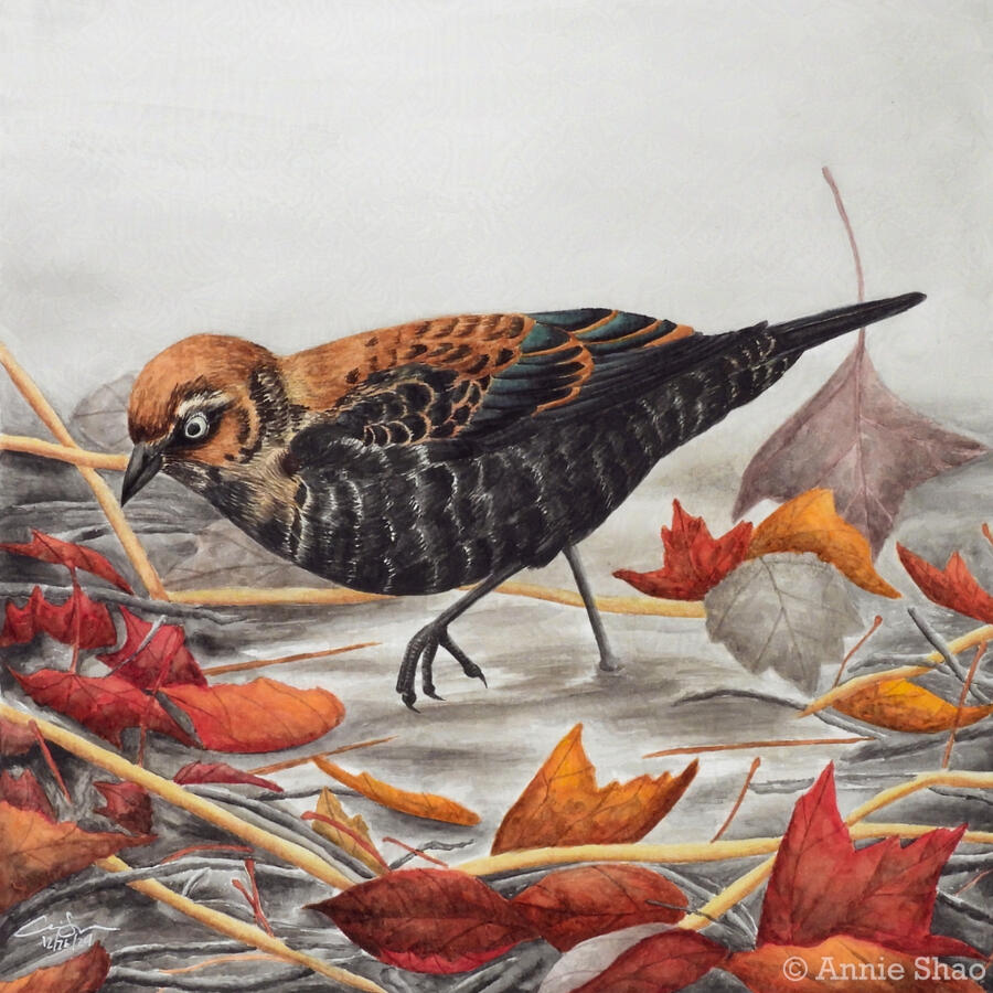 Detailed watercolor painting of a non-breeding rusty blackbird standing mid-step in a shallow, muddy pool surrounded by red and orange fall leaves. The bird is mostly black with green iridescence on its wings, and brown patchy plumage on its head, back and