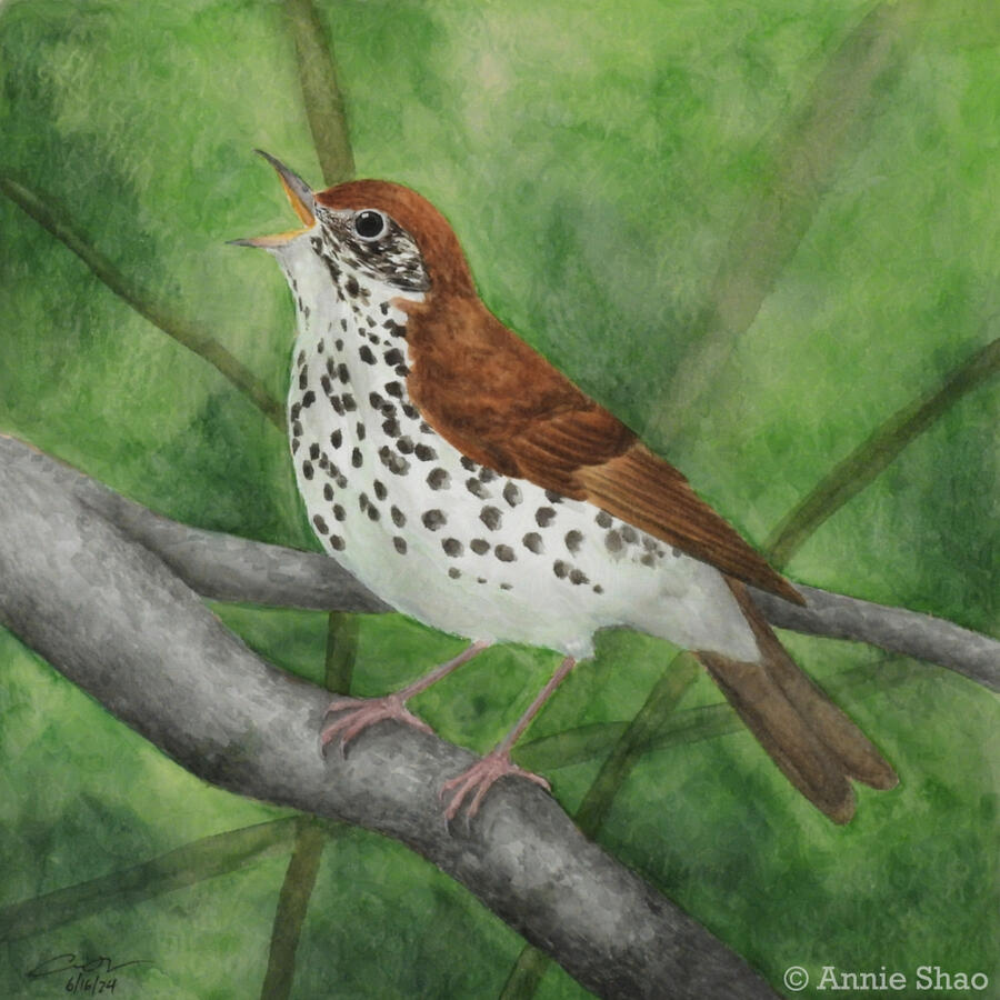 Detailed watercolor painting of a wood thrush perched on a branch and singing. The bird is warm-brown on the back of its head and body, with a creamy white breast with black spots. The background is dark green with many shadows of branches, suggesting that