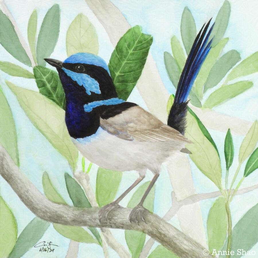 Detailed watercolor painting of a superb fairywren perched on a banksia branch. The small bird has a bright blue and black face, a cream belly, tan wings, and a blueish black tail. The bird is seen from the side with its tail perked upright. Banksia leaves