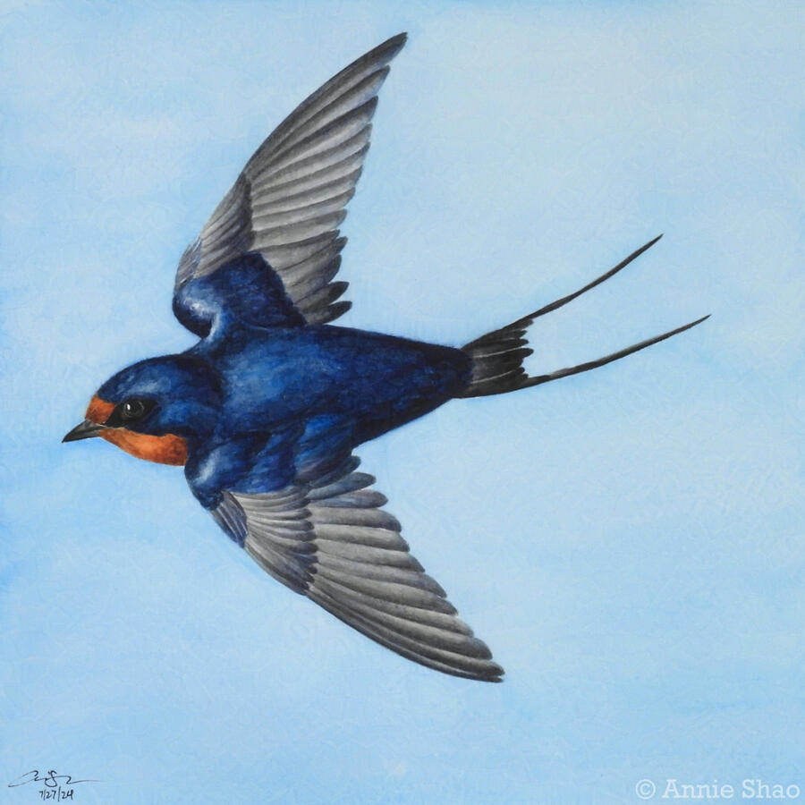 Detailed watercolor painting of a barn swallow in flight against the blue sky. The bird is viewed top-down, showing its dark blue iridescent back and gray wings. It has an orange-brown face and a forked black tail.