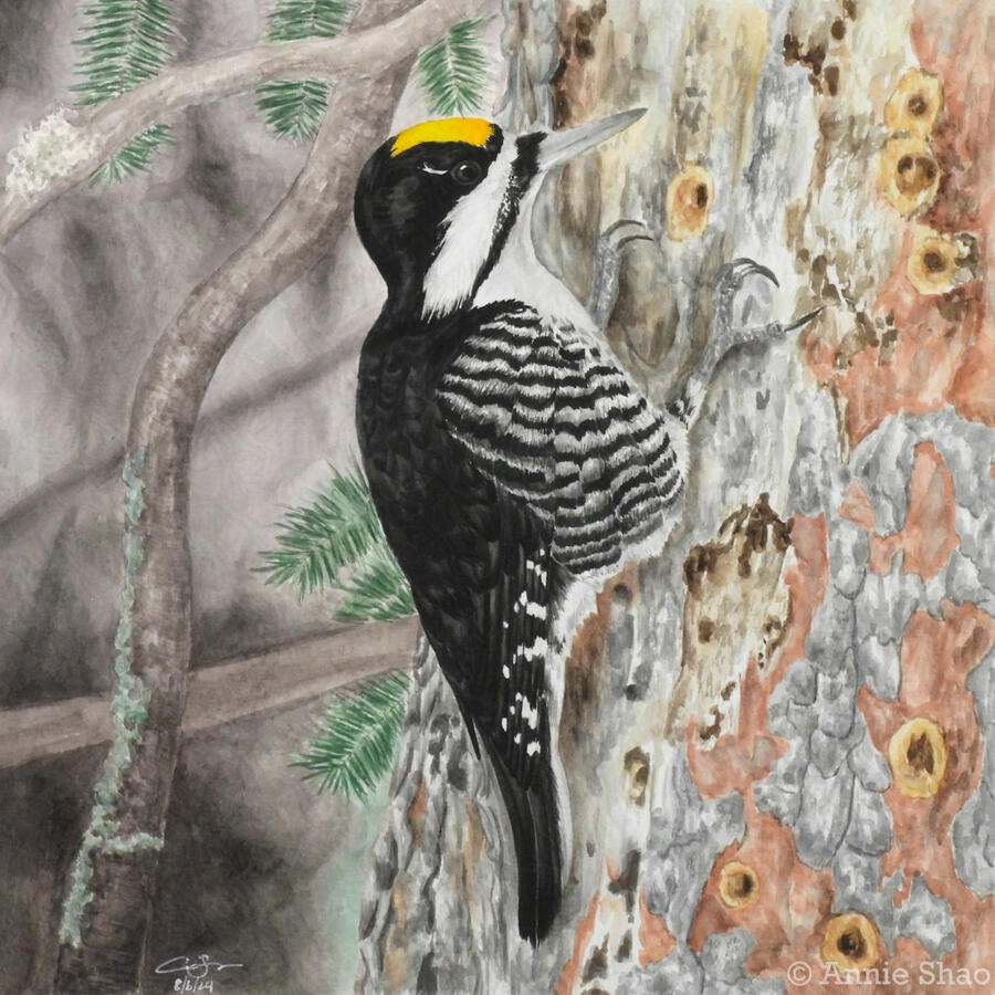 Detailed watercolor painting of a male black-backed woodpecker clinging to a spruce tree with large areas of peeled off bark and many small, drilled holes. The woodpecker has a black back, fine black and white stripes on his flank, and a bright yellow cap