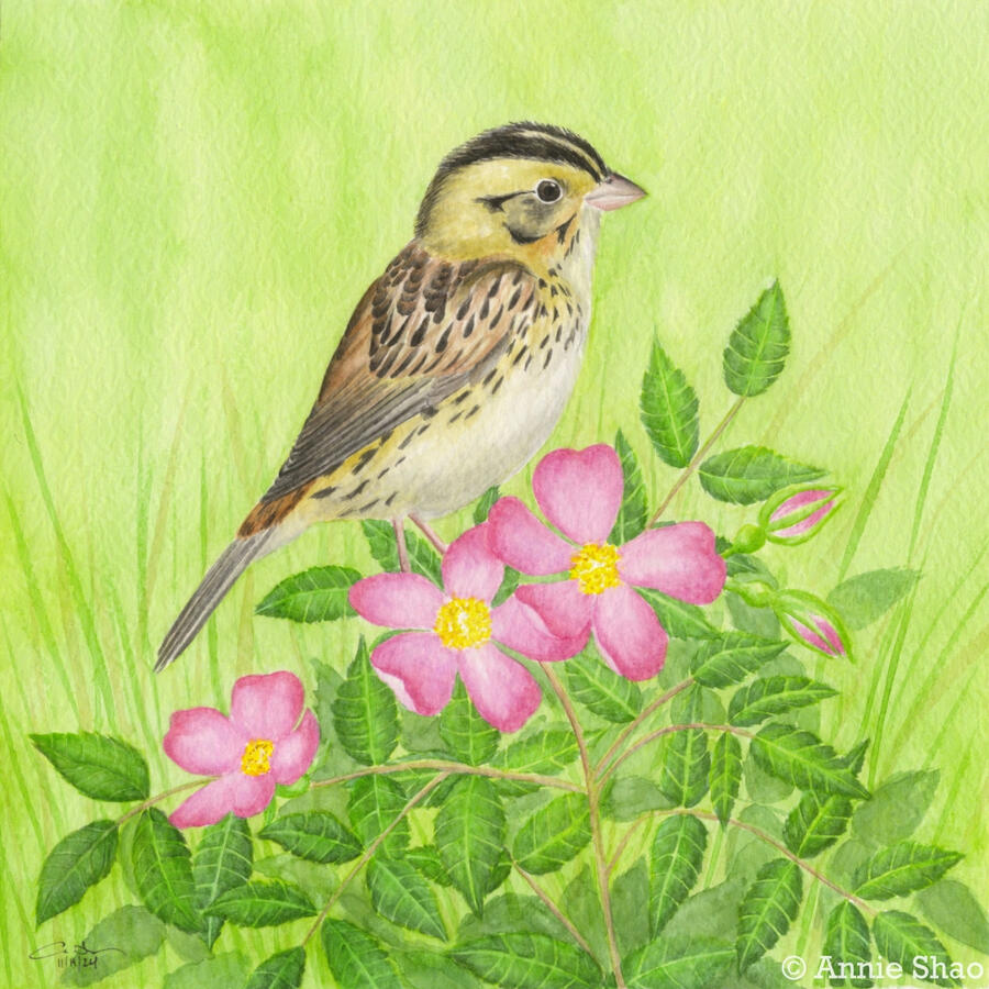 Detailed watercolor painting of a Henslow's sparrow perched on prairie rose. The bird has a brown streaked back, cream belly, and two black headstripes on its yellowish face. Three bright pink flowers are in the foreground along with two pink buds, with a