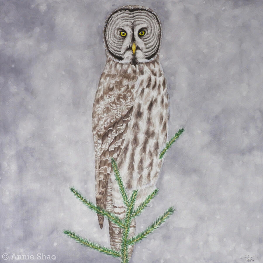 108. Great Gray Owl