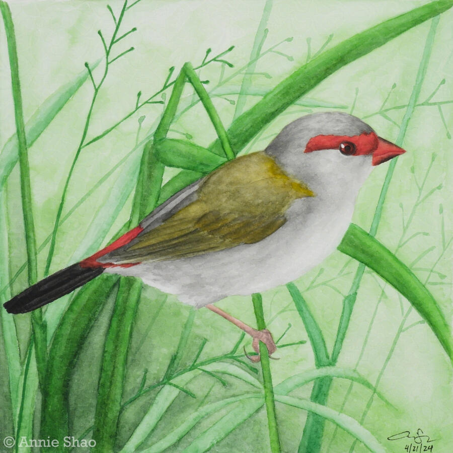 Detailed watercolor painting of a red-browed firetail finch perched on a bent stalk of grass with grass blades and seedheads in the background. The bird is seen from its side. It has a gray head and body with olive wings, a black tail, and a bright red str