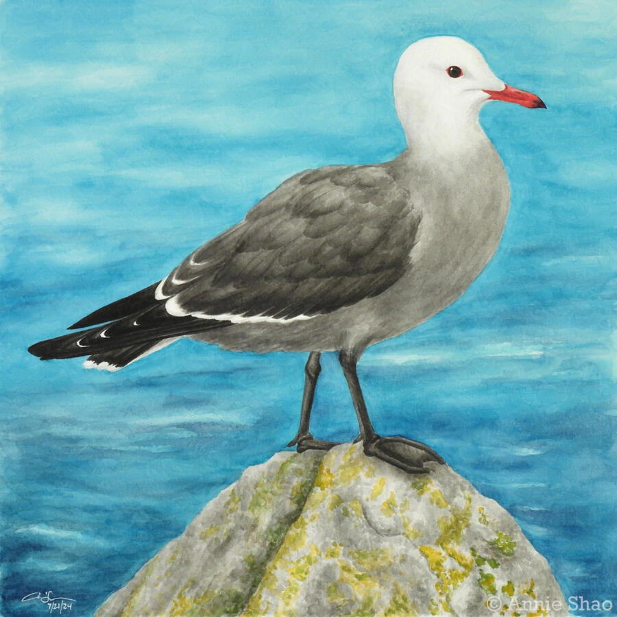 125. Heermann's Gull