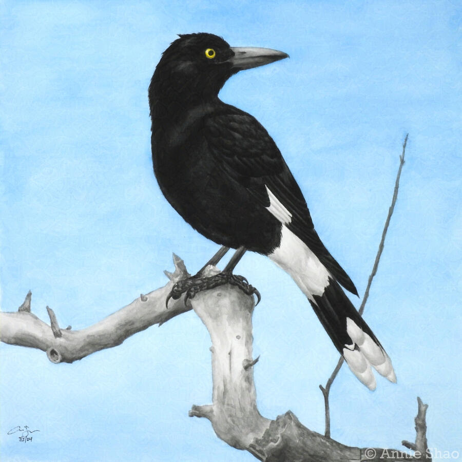 Detailed watercolor painting of a pied currawong perched on a zig-zagged dead branch with blue sky in the background. The bird has a large, robust beak and is all-black with white patches on its wing, tail and undertail feathers and has a bright yellow eye