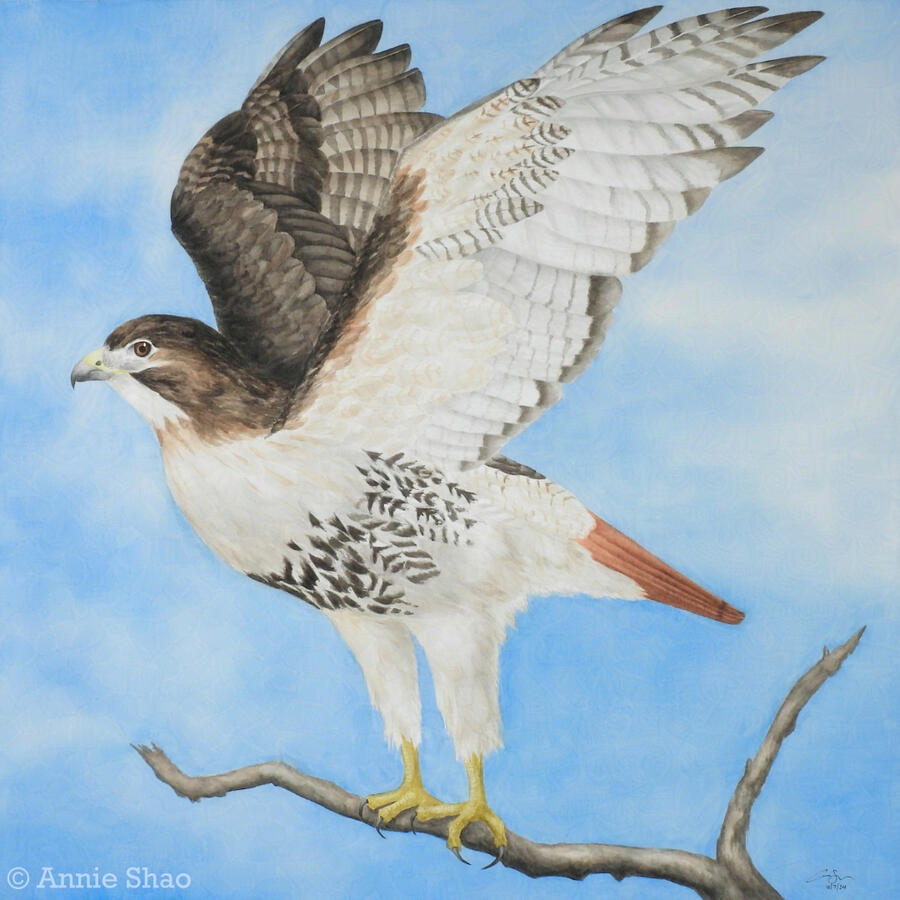 131. Red-tailed Hawk