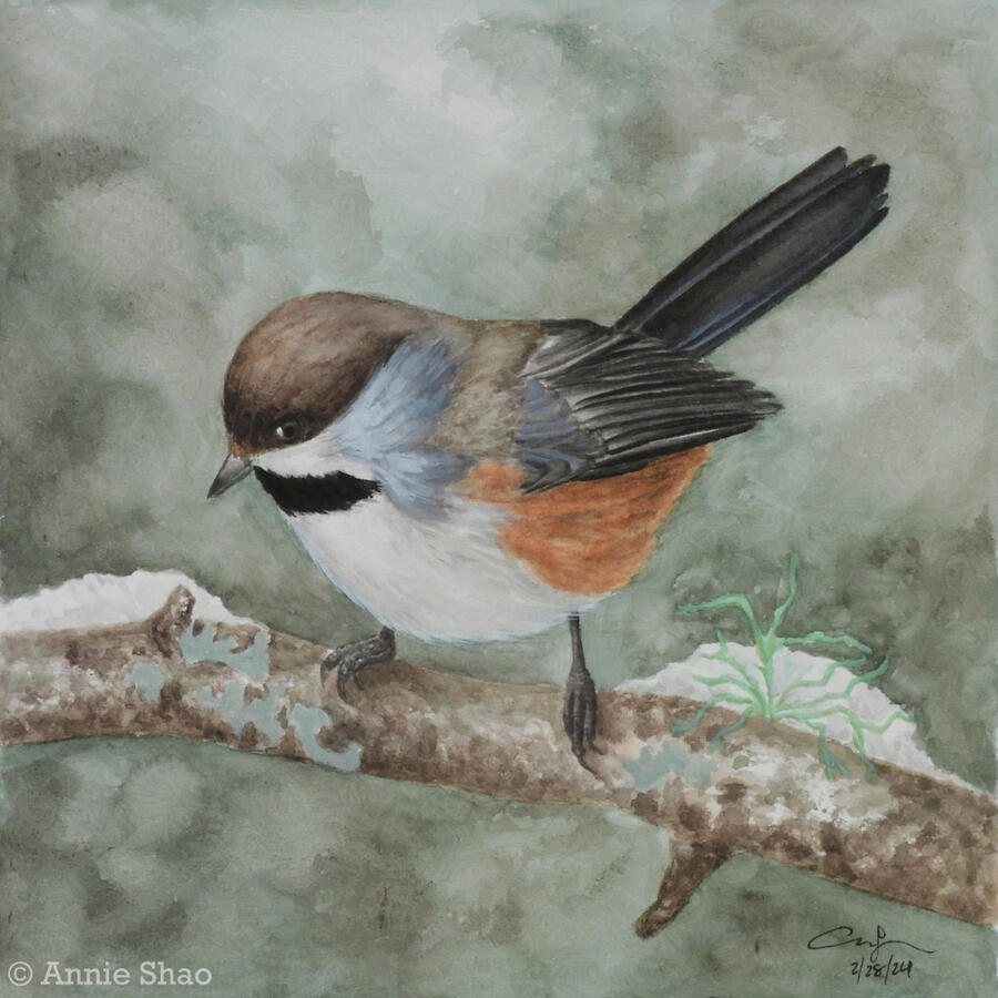 Detailed watercolor painting of a boreal chickadee perched on a horizontal branch with moss and snow. The small bird is quite round with a dark brown cap, white chest, rusty sides, and black tail and wings. The background is muted green, suggesting forest.