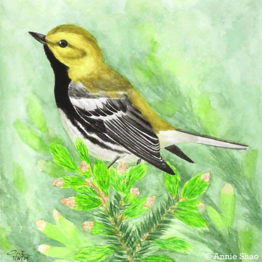 Detailed watercolor painting of a black-throated green warbler perched on the top of spruce tips. The small bird is seen from the side and is olive-yellow on its back and face, with a black throat, black and white wings, and a white belly. The background i
