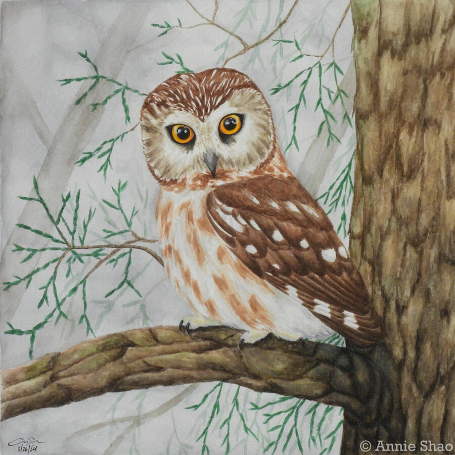 Detailed watercolor painting of a northern saw-whet owl perched in the crook of a cedar branch. The little brown owl's body is shown from the side, but its head is turned facing front, showing both its large amber eyes.