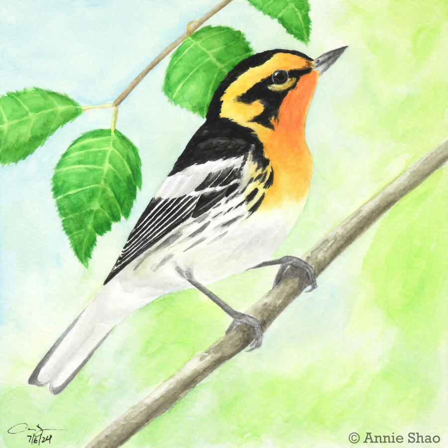 Detailed watercolor painting of a Blackburnian warbler perched on a diagonal branch against a background of blue and green. The small bird is seen from the side and has a bright orange-yellow face and throat, with a black cap and eye stripes. Its wings are