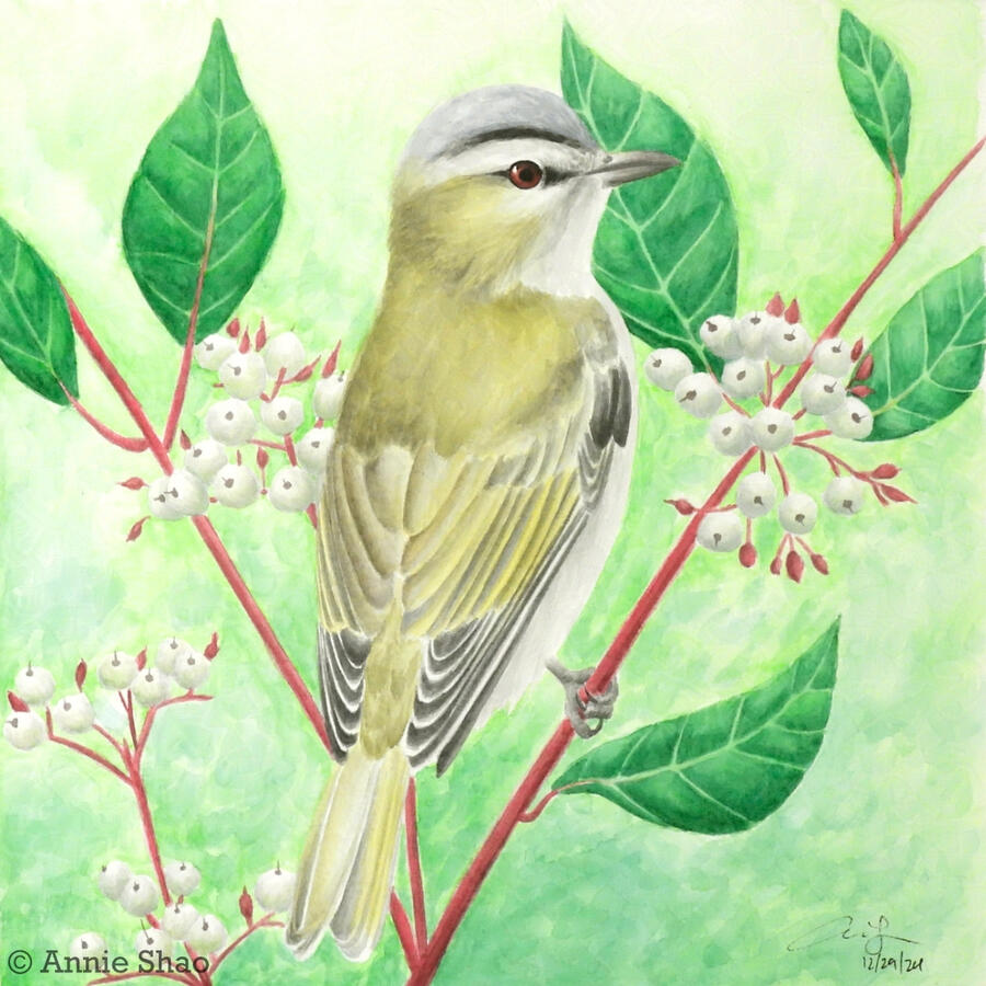 Detailed watercolor painting of a red-eyed vireo perched on red-osier dogwood. The bird's olive-green back is facing the viewer, and is looking behind, showing its red eye. The dogwood has red branches, tear-drop green leaves, and white berry bunches.