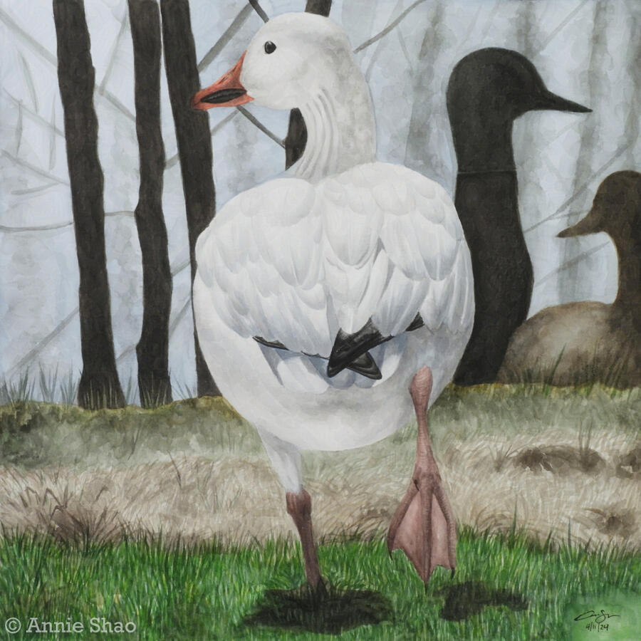 Detailed watercolor painting of a snow goose walking away from the viewer on a dry grass lawn. The white goose is in mid-step, showing the bottom of one of its muted pink feet. Its head is turned to the side, showing its eye and orange beak. Shadows of tre