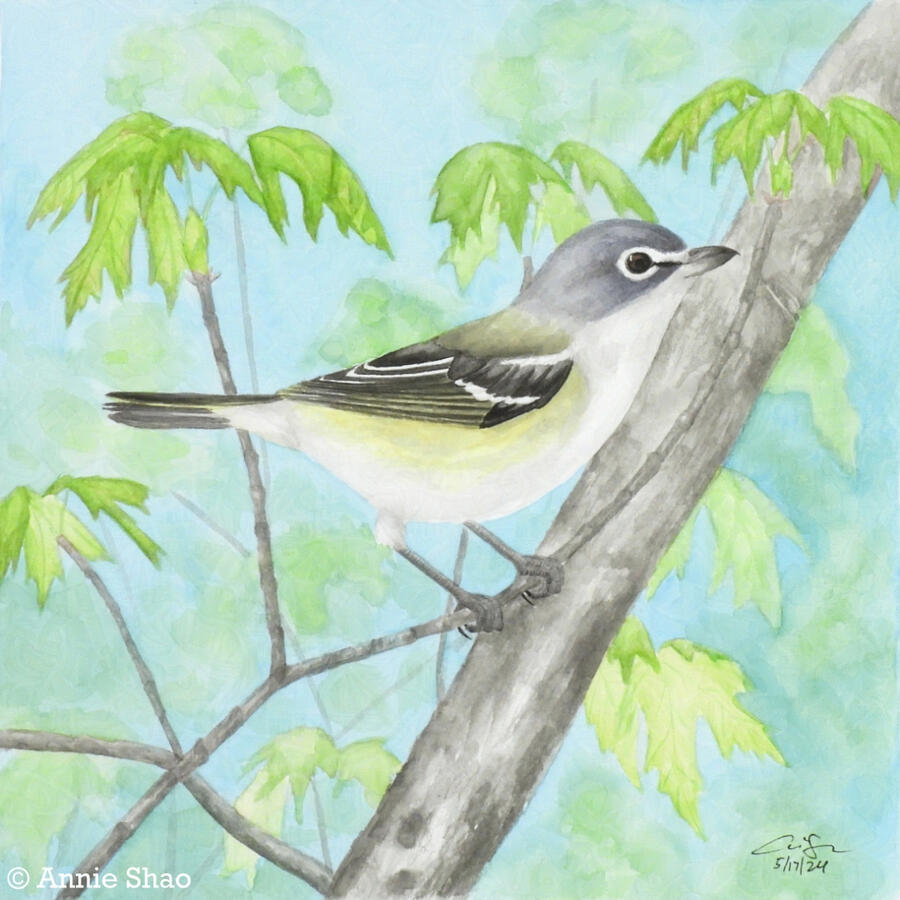 115. Blue-headed Vireo