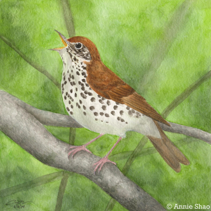 Detailed watercolor painting of a wood thrush perched on a branch and singing. The bird is warm-brown on the back of its head and body, with a creamy white breast with black spots. The background is dark green with many shadows of branches, suggesting that