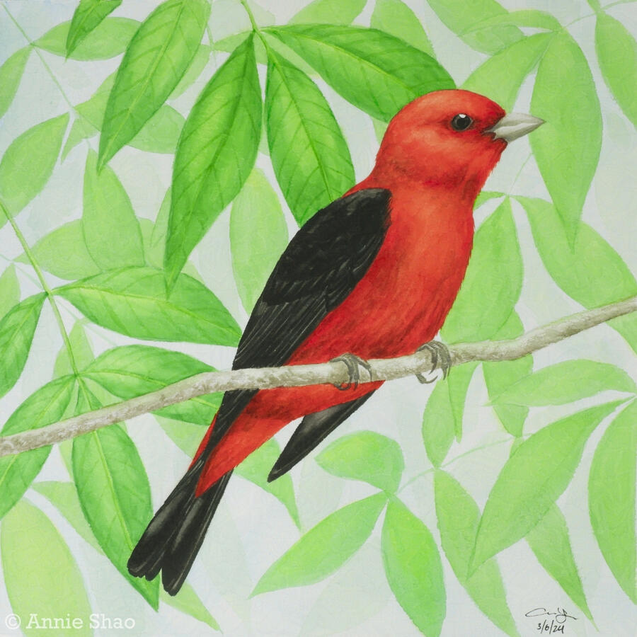 Detailed watercolor painting of a male scarlet tanager perched on a thin horizontal branch with a background of ash leaves and light blue sky. The bird is bright red with black wings and a black tail.