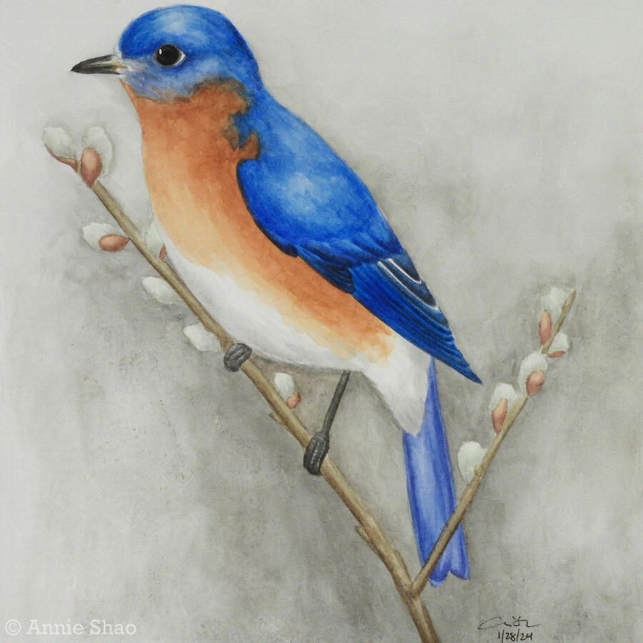 Detailed watercolor painting of an eastern bluebird perched on a pussywillow branch. The bird has a bright blue head, back, wings and tail, and an orange-brown chest fading to white on its belly. The background is misty gray.