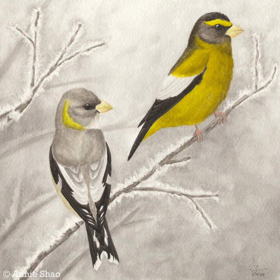 Detailed watercolor painting of a pair of evening grosbeaks perched on a thin branch covered in hoarfrost. The yellow male is near the tip of the branch while the warm gray female is further down. The background is a light gray wash with faded lines depict