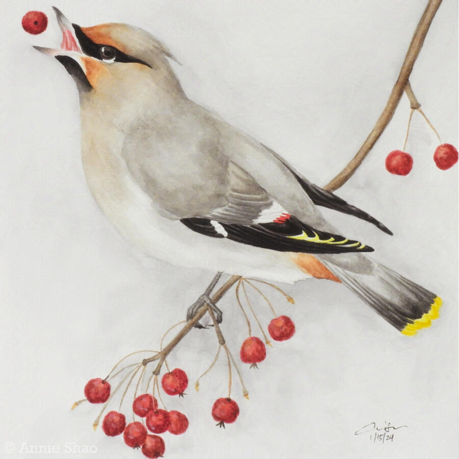 Detailed watercolor painting of a Bohemian waxwing perched on a branch with red berries. The bird has tossed one berry and is about to catch it in its mouth. The waxwing is smooth gray-brown with a black mask, black wing tips, and a yellow-tipped tail.