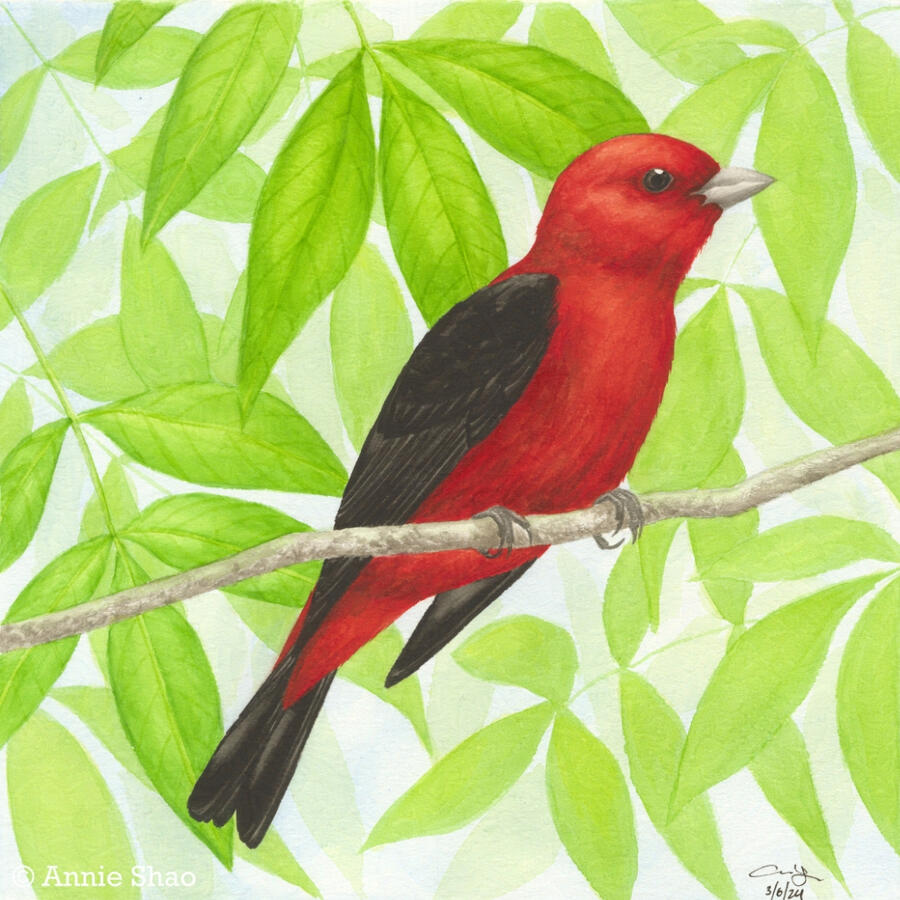Detailed watercolor painting of a male scarlet tanager perched on a thin horizontal branch with a background of ash leaves and light blue sky. The bird is bright red with black wings and a black tail.