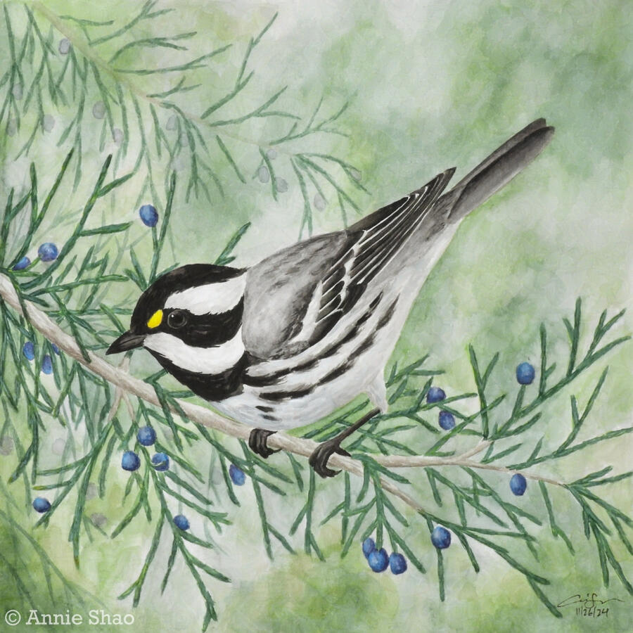 Detailed watercolor painting of a black-throated gray warbler. The bird is small black, white and gray bird with yellow dot near its eyes. The bird is perched on a cedar branch with blue berries.