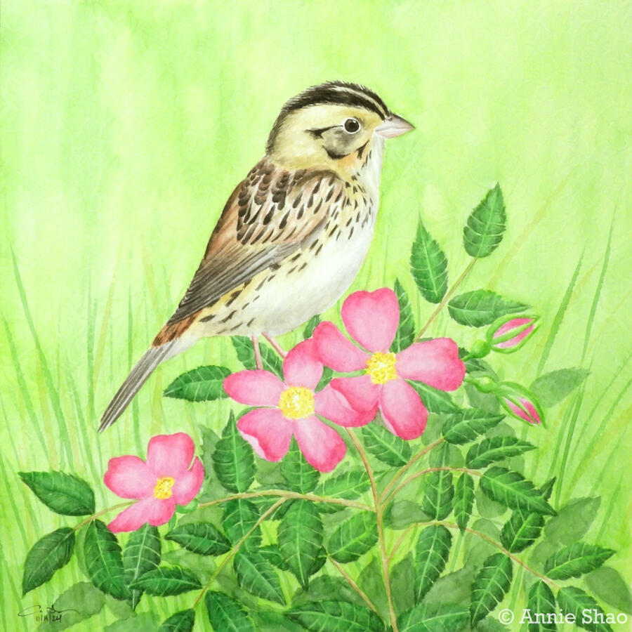 Detailed watercolor painting of a Henslow's sparrow perched on prairie rose. The bird has a brown streaked back, cream belly, and two black headstripes on its yellowish face. Three bright pink flowers are in the foreground along with two pink buds, with a