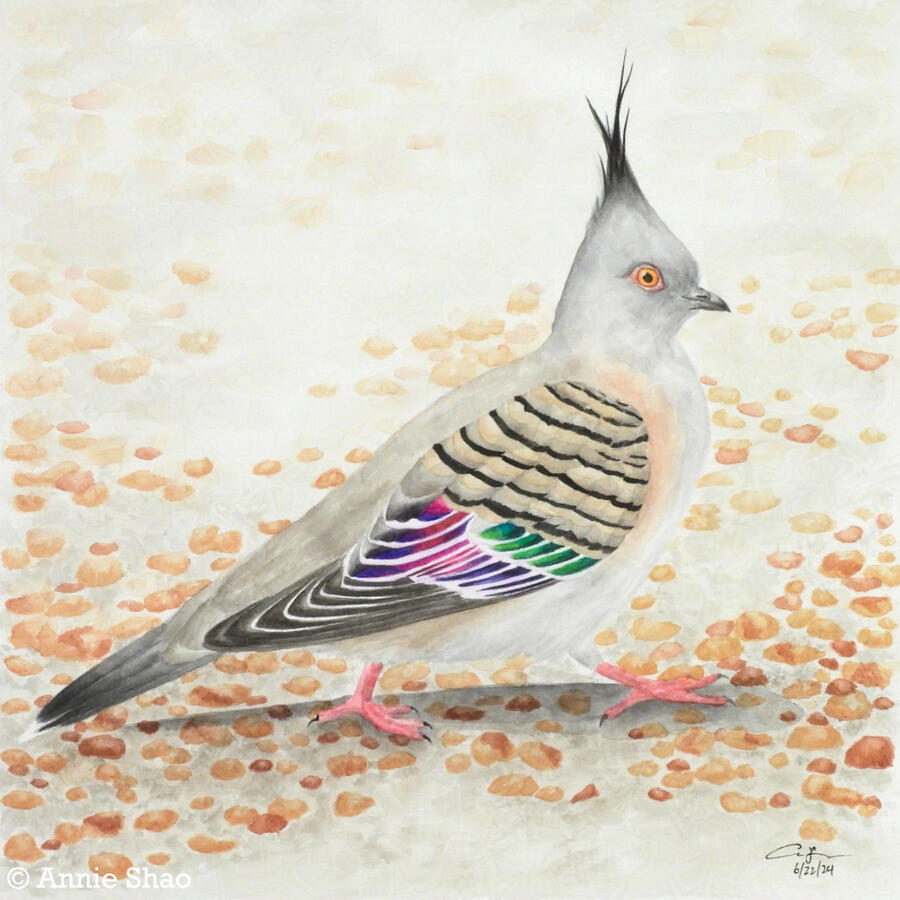 Detailed watercolor painting of a crested pigeon walking across pebbly sand. The bird is seen from the side, showing its iridescent rainbow wing feathers.