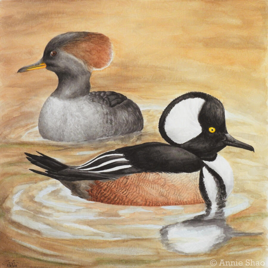 Detailed watercolor painting of a pair of hooded merganser ducks on rippled water. The male duck is in front and has a black and white hood with rusty sides. Behind him is a gray and brown female duck. Orange and browns are reflected in the water.