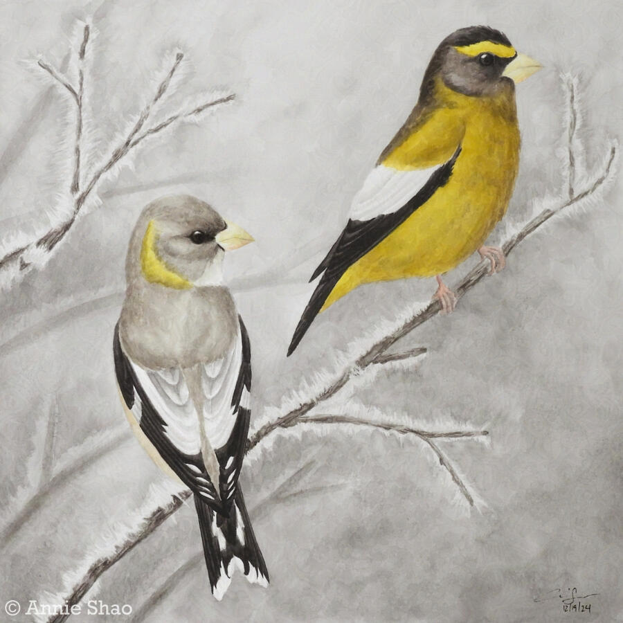 Detailed watercolor painting of a pair of evening grosbeaks perched on a thin branch covered in hoarfrost. The yellow male is near the tip of the branch while the warm gray female is further down. The background is a light gray wash with faded lines depict