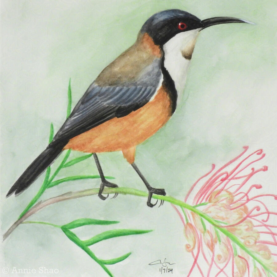 104. Eastern Spinebill