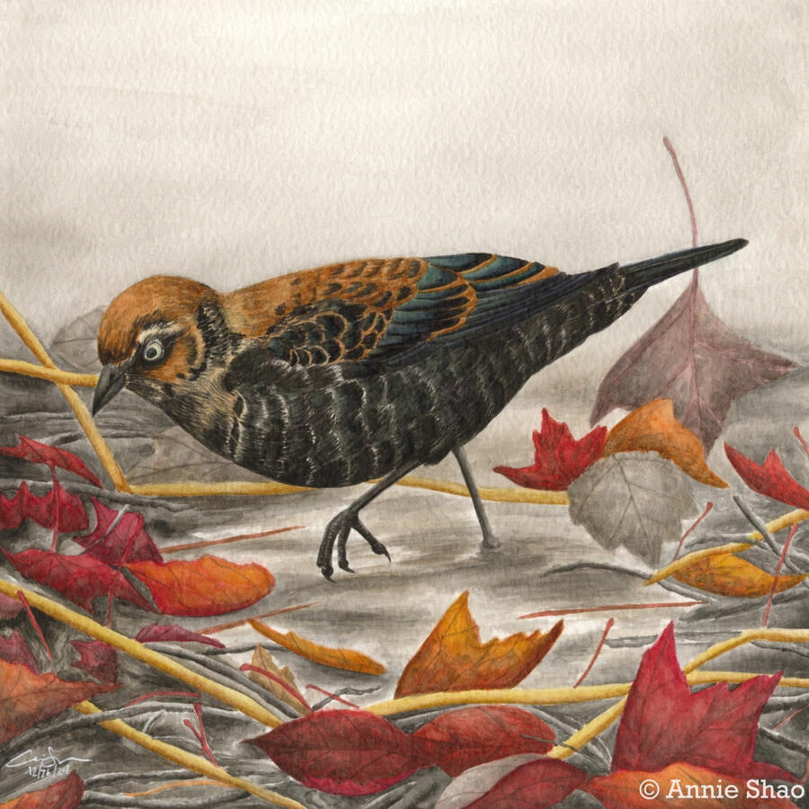 Detailed watercolor painting of a non-breeding rusty blackbird standing mid-step in a shallow, muddy pool surrounded by red and orange fall leaves. The bird is mostly black with green iridescence on its wings, and brown patchy plumage on its head, back and
