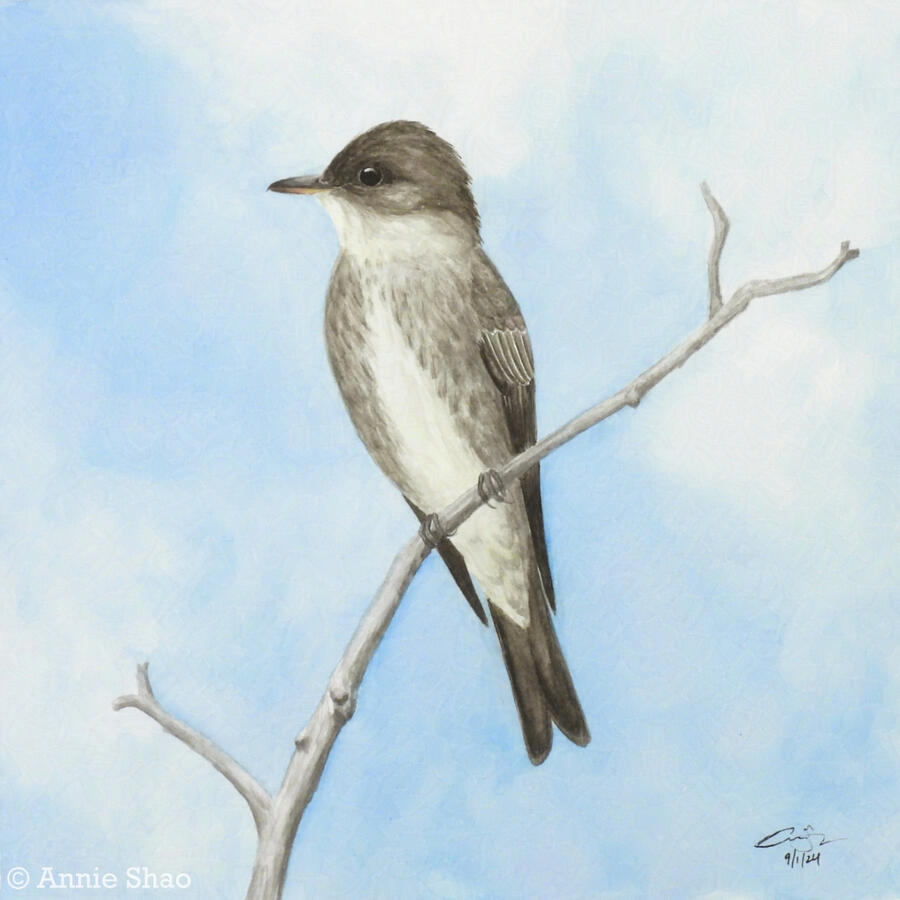 130. Olive-sided Flycatcher