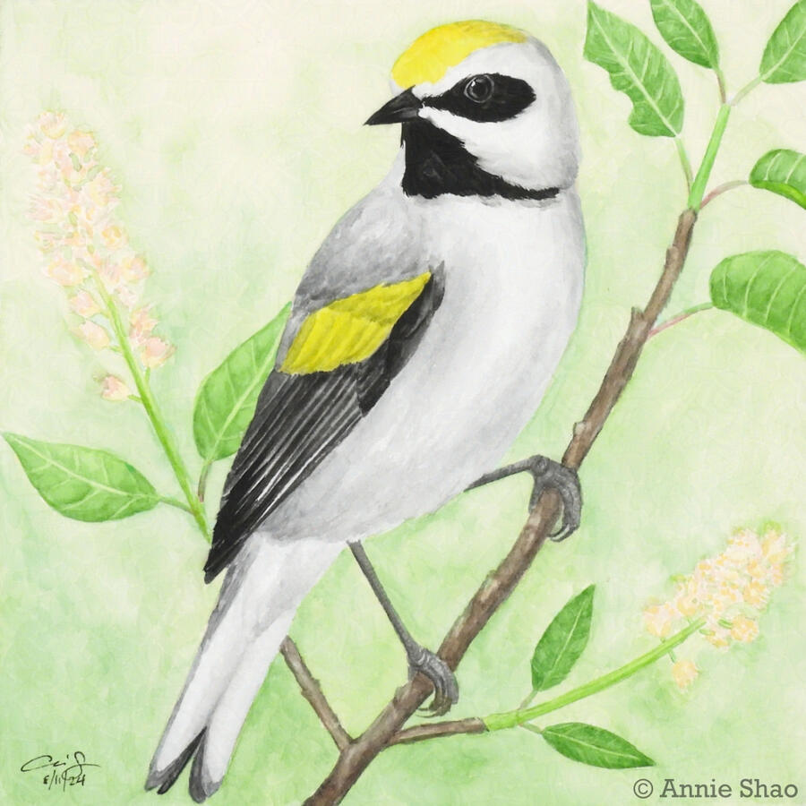 128. Golden-winged Warbler