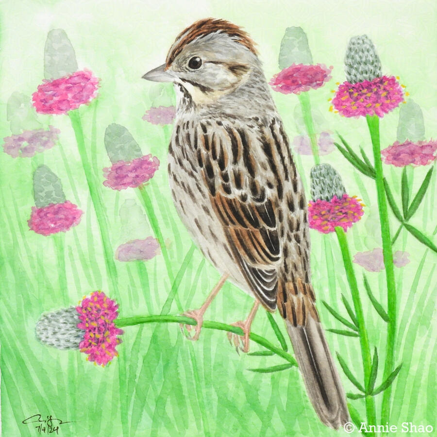 122. Lincoln's Sparrow
