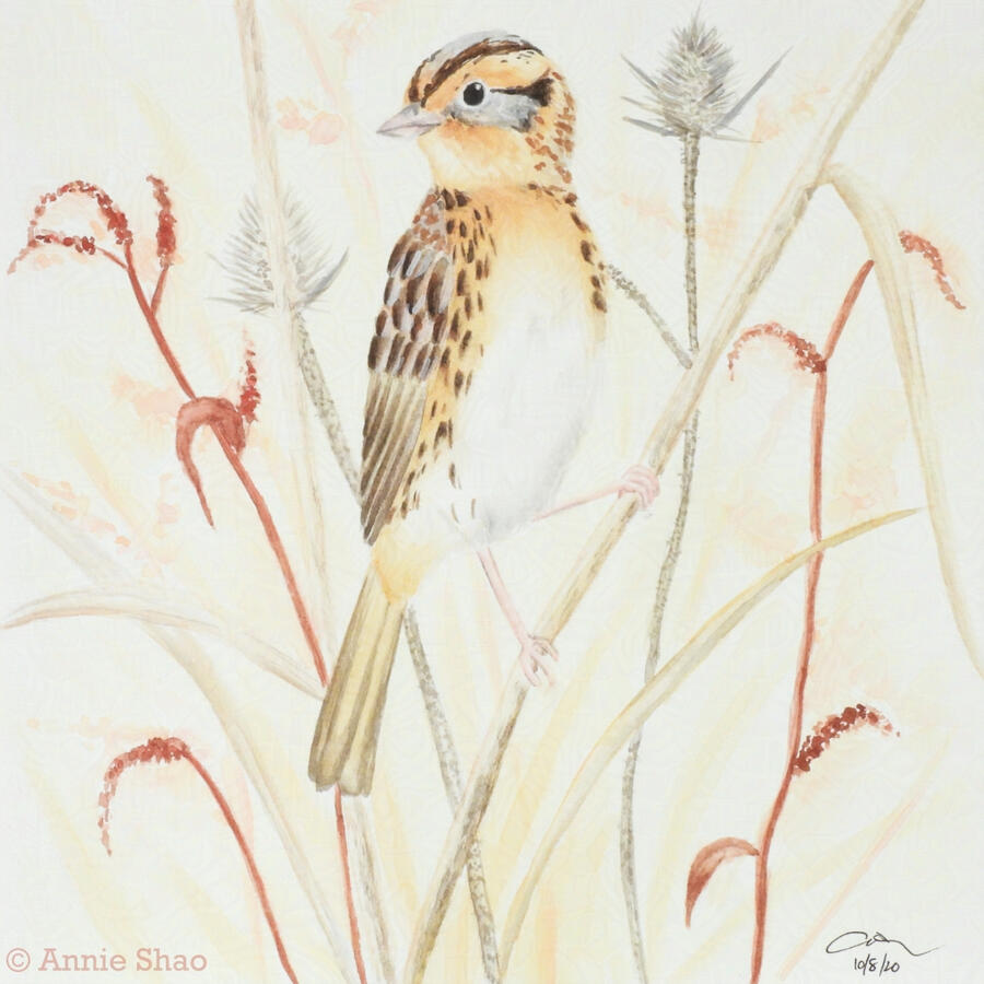 14. LeConte's Sparrow