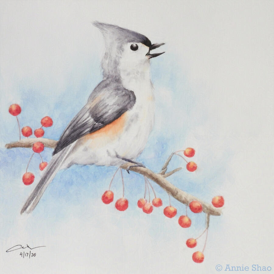 Gray and white bird with pointed crest with an open beak, perched on branch with red berries.