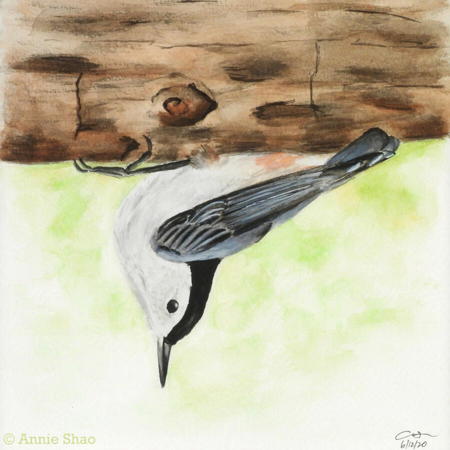 7. White-breasted Nuthatch