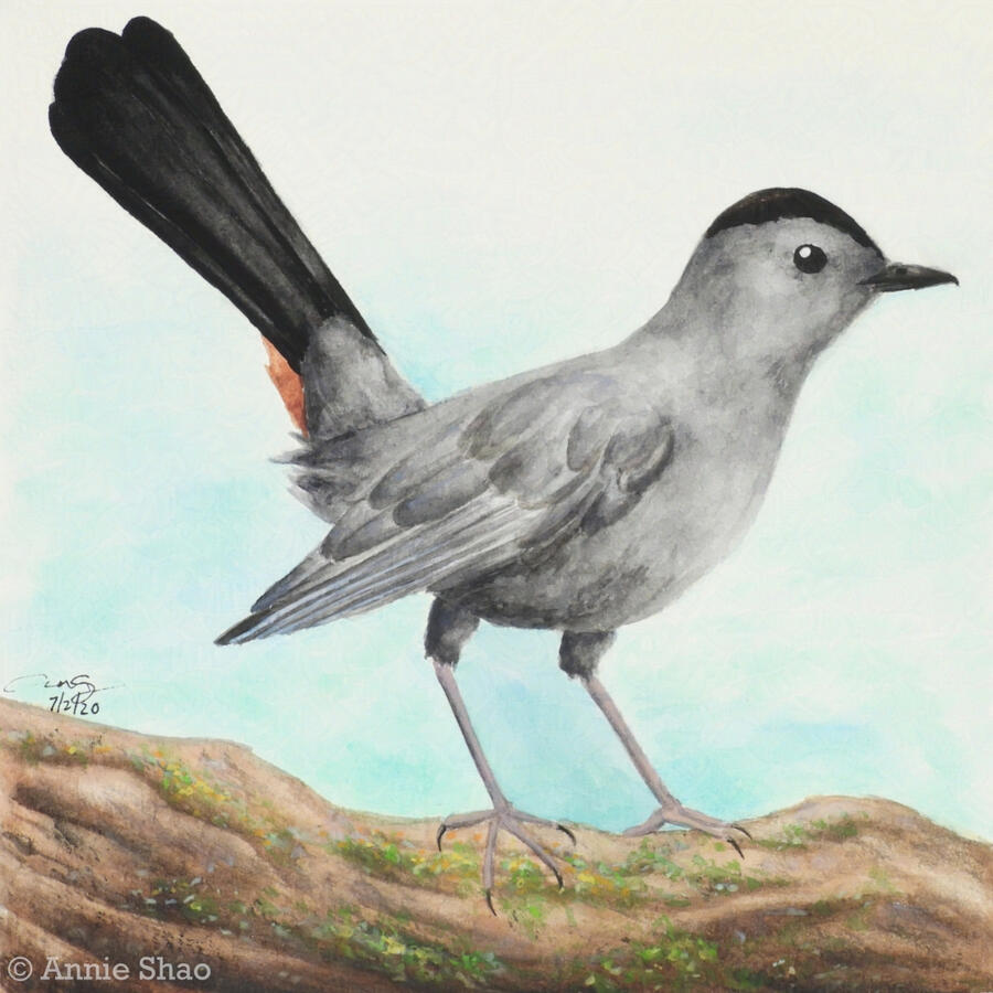 9. Gray Catbird