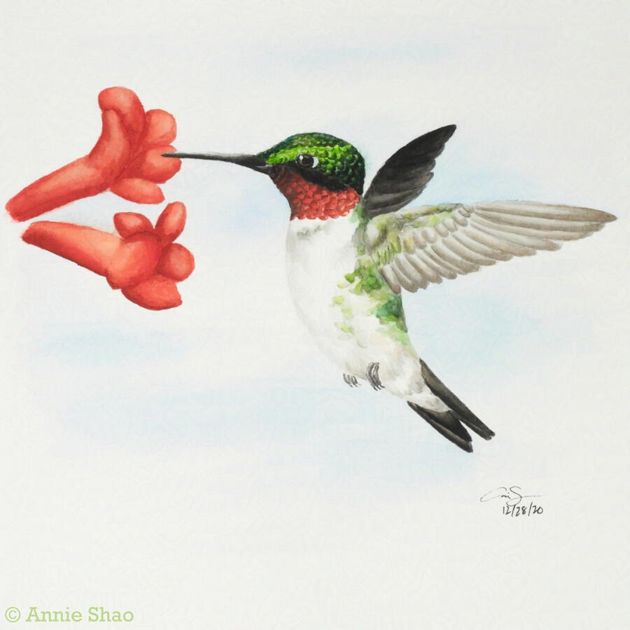 22. Ruby-throated Hummingbird