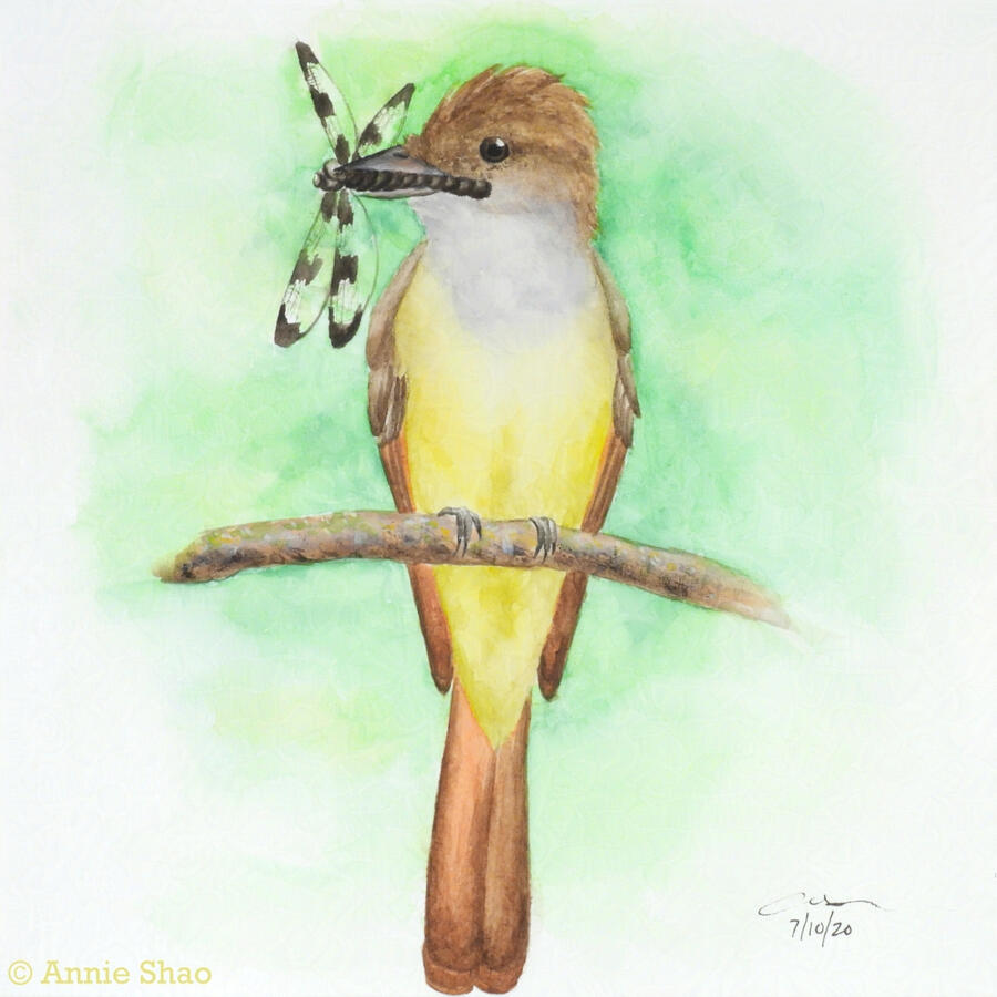 10. Great-crested Flycatcher