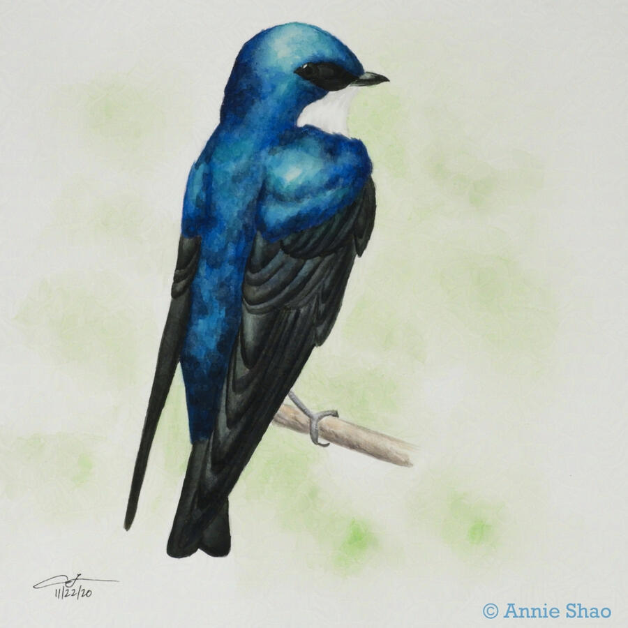 18. Tree Swallow