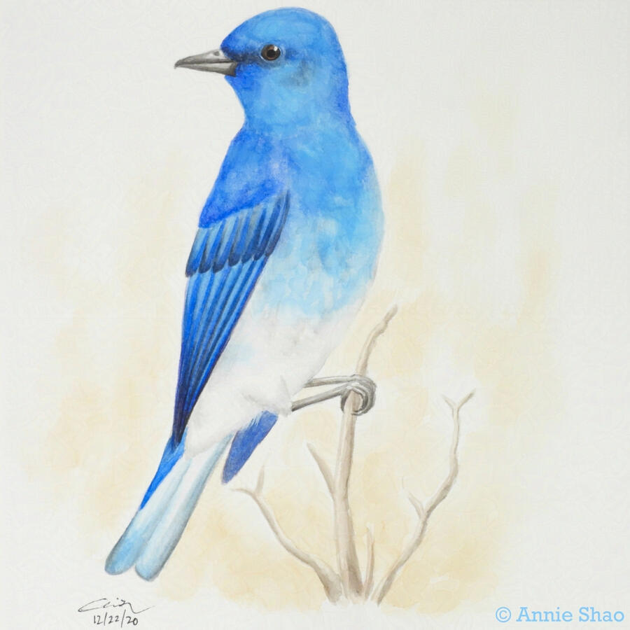 21. Mountain Bluebird