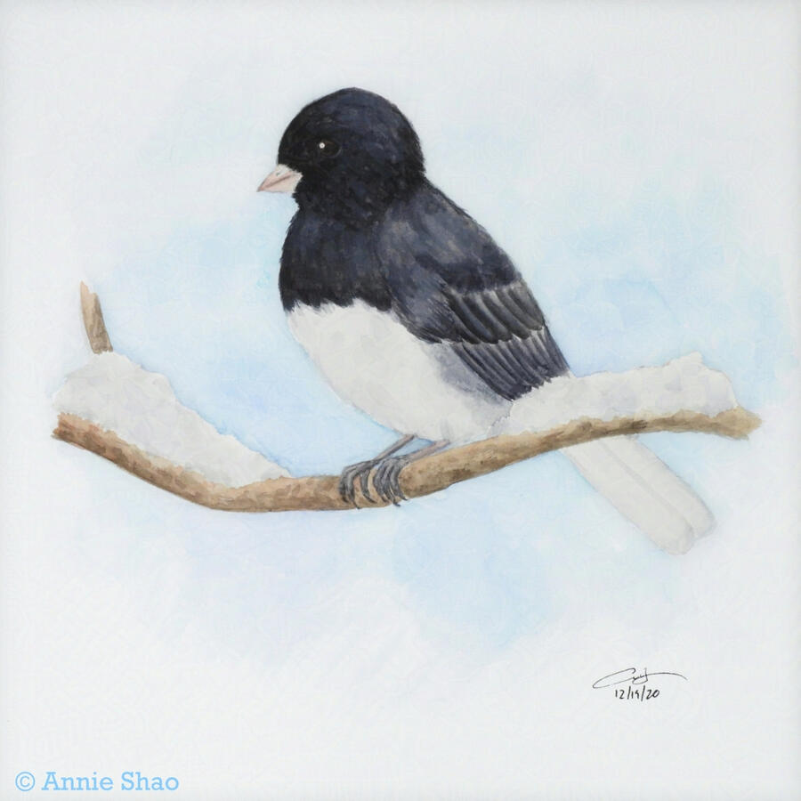 20. Dark-eyed Junco