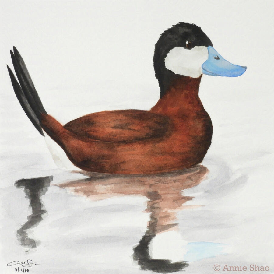 16. Ruddy Duck