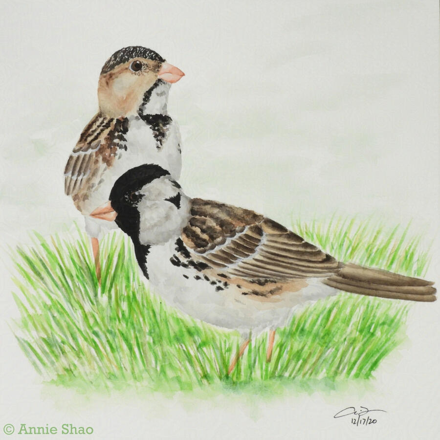 19. Harris's Sparrow
