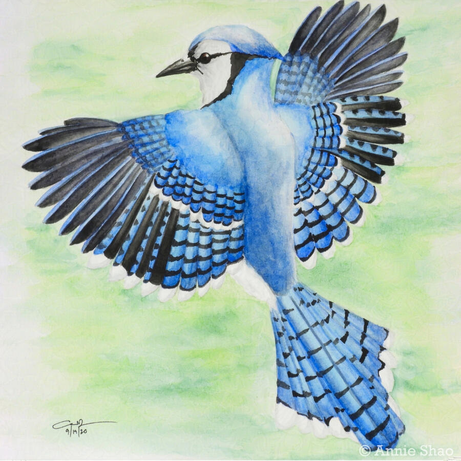 12. Blue Jay