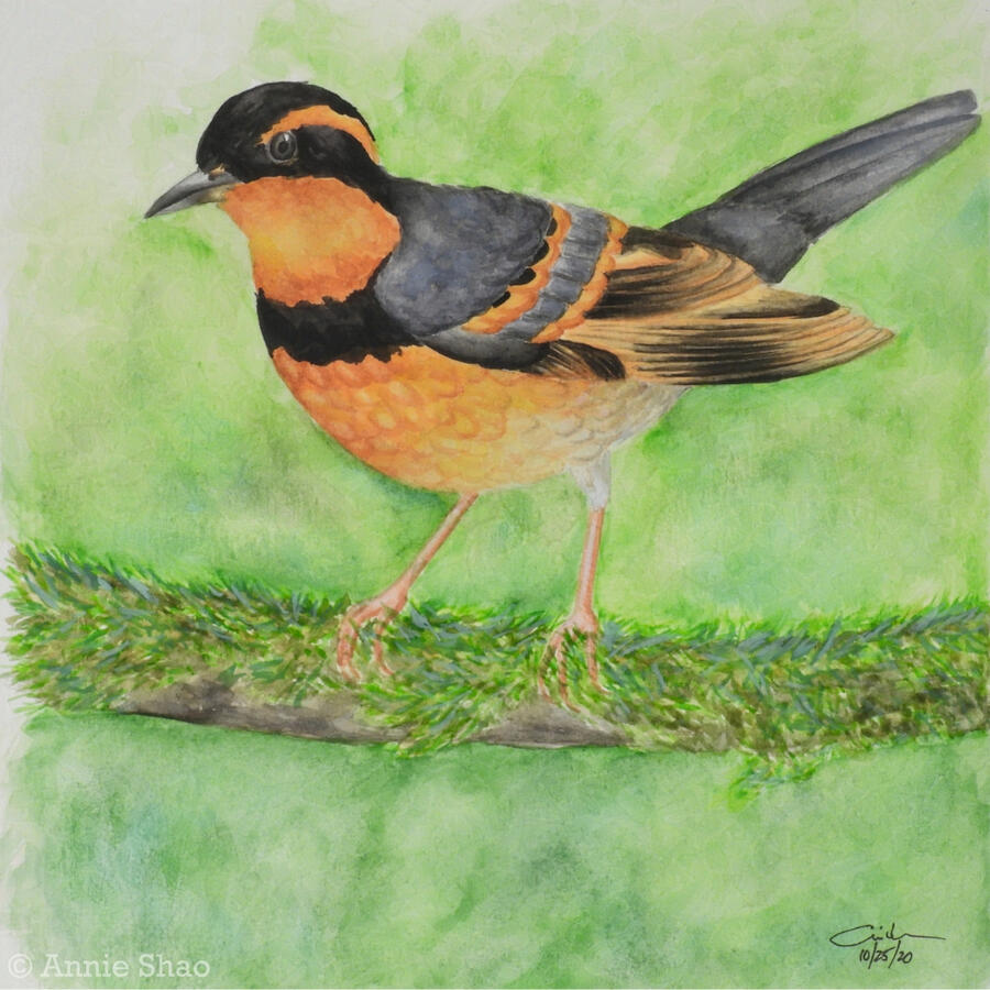 15. Varied Thrush
