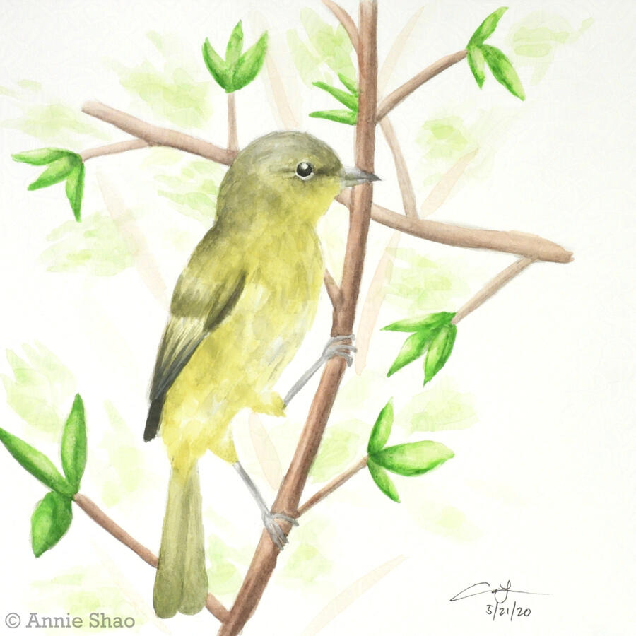 5. Orange-crowned Warbler