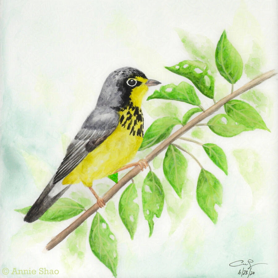 8. Canada Warbler